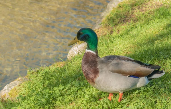 Mallard Duck Male River Bank Grass Sunlight — Stock Photo, Image