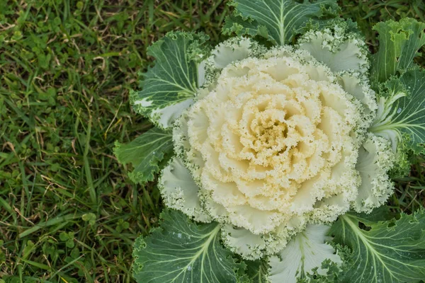 Ornamental Cabbage Brassica Oleracea Outdoors White Grass Background — Stock Photo, Image
