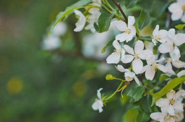 Kiraz çiçekleri 8505 ve büyük resmi Tarih.