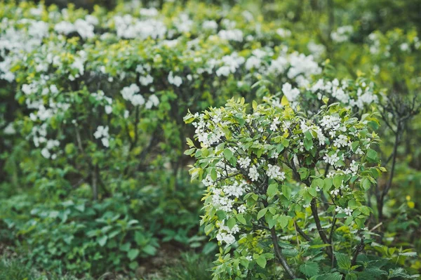 Flowering shrub as a hedge 8100. — Stock Photo, Image