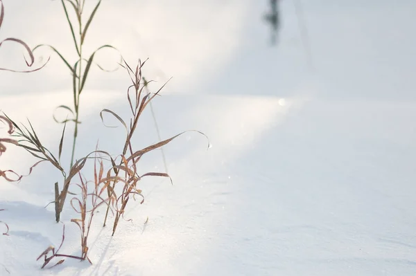 Withered grass out from under the snow cover 8298. — Stock Photo, Image