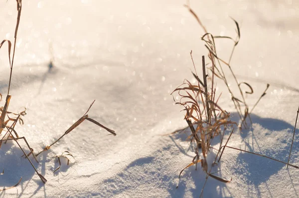 Verdorrtes Gras unter der Schneedecke 8300. — Stockfoto
