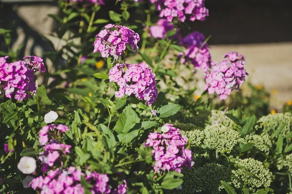 Arbuste à fleurs violettes chapeaux 8482 . — Photo