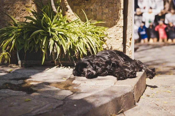 Sıcak bir günde kaldırımda 8606 dinlenme fino köpeği. — Stok fotoğraf