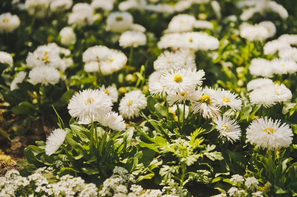 Solar fluffy daisies 8610. — Stock Photo, Image