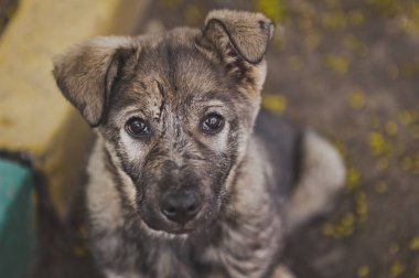 Küçük bir kayıp köpek gri renk 8909 portresi.
