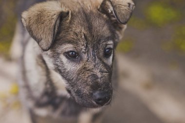 Sarkık kulaklı 8911 güzel köpek yavrusu.