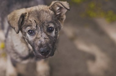 Sarkık kulaklı 8910 güzel köpek yavrusu.