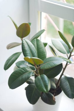 Güzel toplista peperomiya 9122 penceresinin eşiğinde.