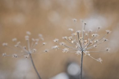 Aile akrapovich 9163 bitkilerin kurumuş umbels.