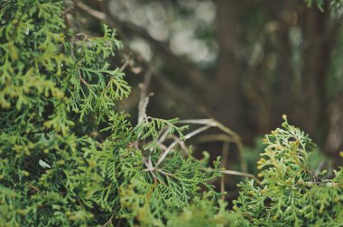 Dallar yeşil bitkilerin Moss'a 9247 benzer.