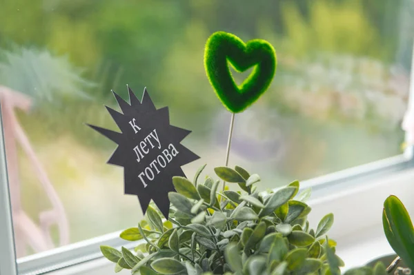 Um dos tipos de plantas peperomiya em um pote no peitoril da janela — Fotografia de Stock