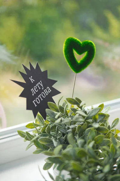 Eine der Arten von Pflanzen peperomiya in einem Topf auf der Fensterbank — Stockfoto