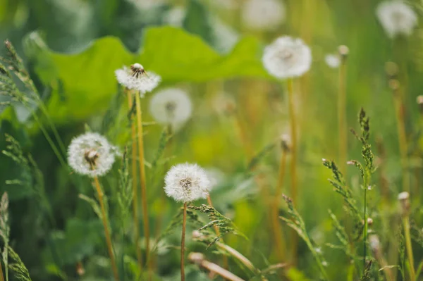 Ripe dandelions on background of green grass 9262. — Stock Photo, Image