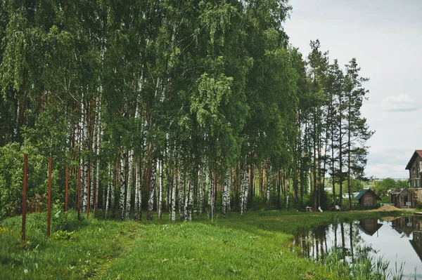 Bilhete de bétula na margem do lago 9291 . — Fotografia de Stock