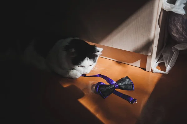 El gato juega con la corbata del anfitrión 9356 . —  Fotos de Stock