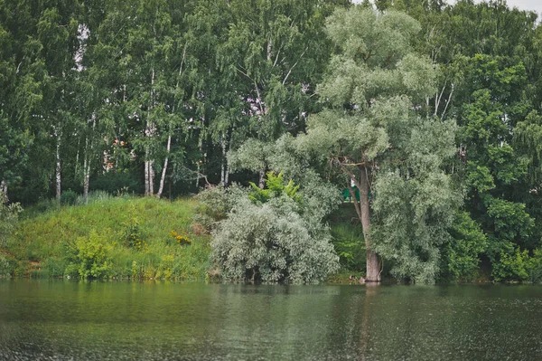 Banco de um lago florestal com vidoeiros e salgueiros 9653 . — Fotografia de Stock