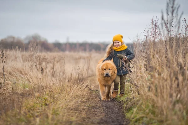 Niña pasea por el campo con un enorme perro peludo 9756 . — Foto de Stock