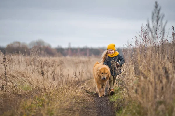 Meisje loopt op het veld met een enorme ruige hond 9755. — Stockfoto