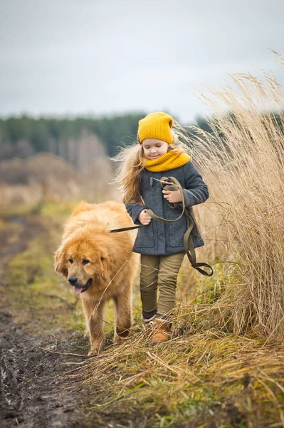 Het meisje is leiband grote rode ruige hond 9771. — Stockfoto