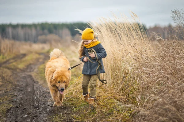 La fille est laisse grand rouge shaggy chien 9772 . — Photo