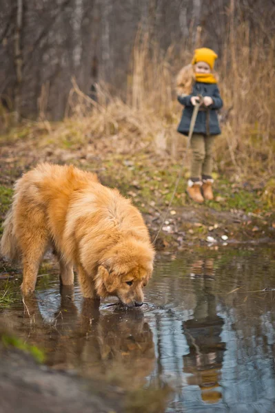 Belle fille portrait et chien près de la rive du lac 9802 . — Photo