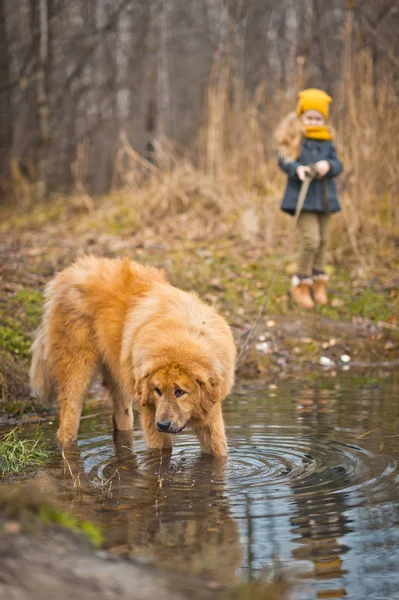 Der Hund trinkt Wasser aus dem See an der Leine zum Besitzer 9803. — Stockfoto