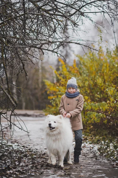 Pojken går hans hund rasen samojed 9823. — Stockfoto