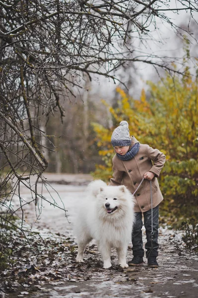 Samoyed para caminhadas ficar com o pequeno mestre 9824 . — Fotografia de Stock