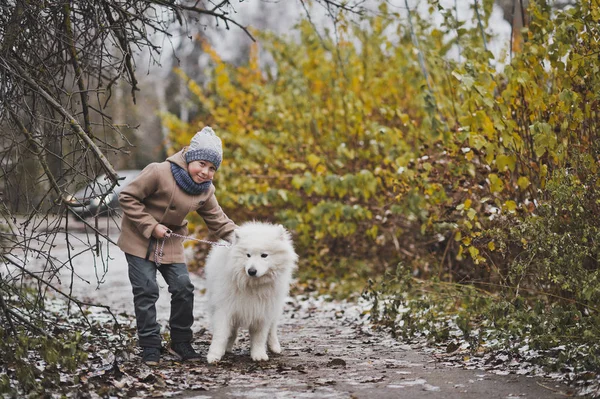 Samoyed para los paseos de pie con el pequeño maestro 9826 . — Foto de Stock