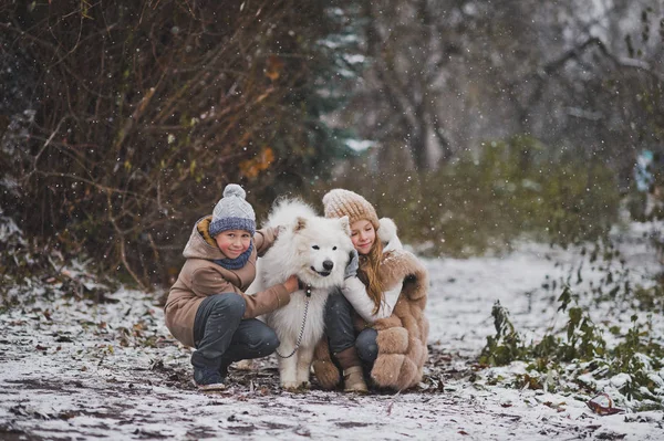A boy and a girl gently petting your beloved Samoyed 9845. — Stock Photo, Image