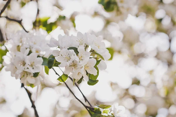 Spring cherry tree in all its glory 6677. — Stock Photo, Image