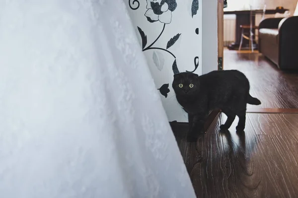 A fekete macska belép a házba 6689. — Stock Fotó