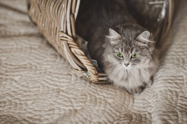 Bir sepet 6797 oynayan genç gri kedi.