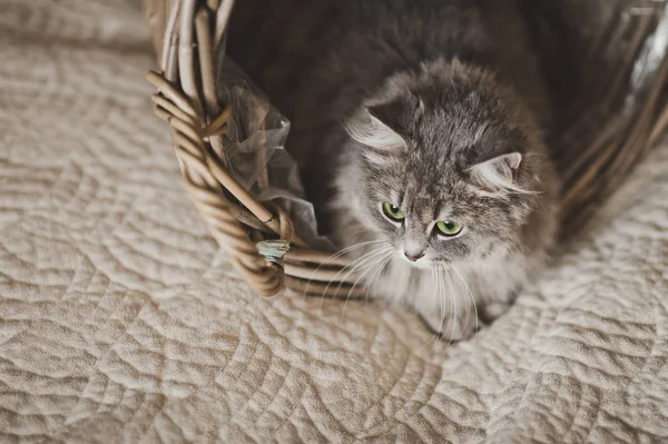 Un jeune chat gris jouant dans un panier en osier 6795 . — Photo