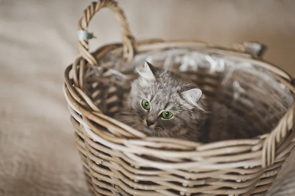 Gray fluffy cat is hiding in the basket 6800. — Stock Photo, Image
