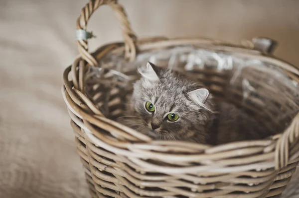 Fluffy gato asomándose fuera de un mimbre cesta 6801 . — Foto de Stock