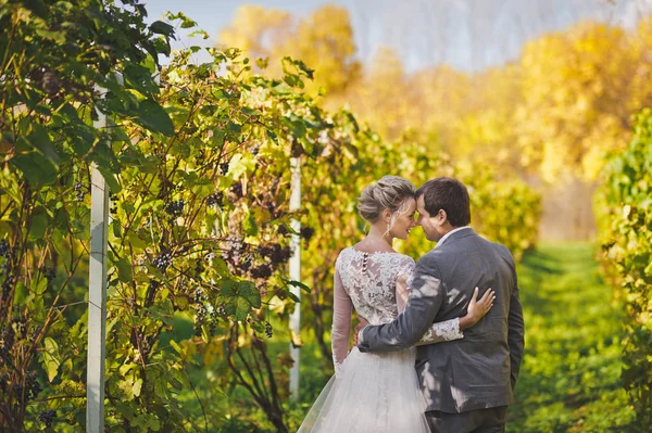 Retrato de los recién casados paseando por los viñedos 43 . — Foto de Stock