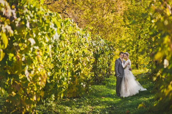 Noiva caminhando entre as vinhas 44 . — Fotografia de Stock