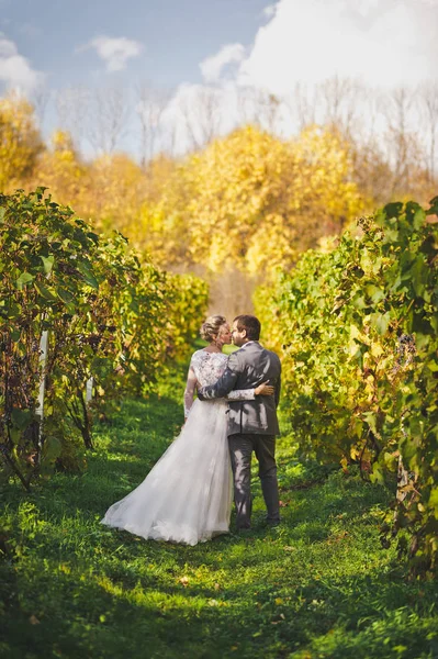 Recién casados desaparecen las hileras cuidadas de la viña 53 . — Foto de Stock