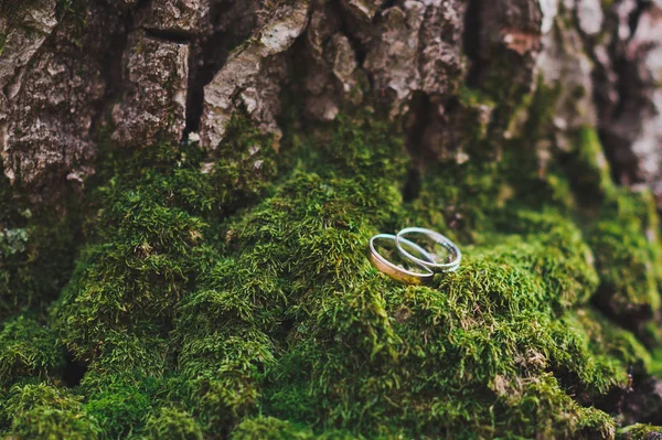 Обручки лежать на зеленому моху біля підніжжя дерева 163 . — стокове фото