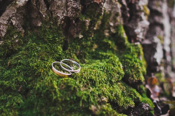 Anéis de casamento recém-casados entre o musgo da floresta 165 . — Fotografia de Stock