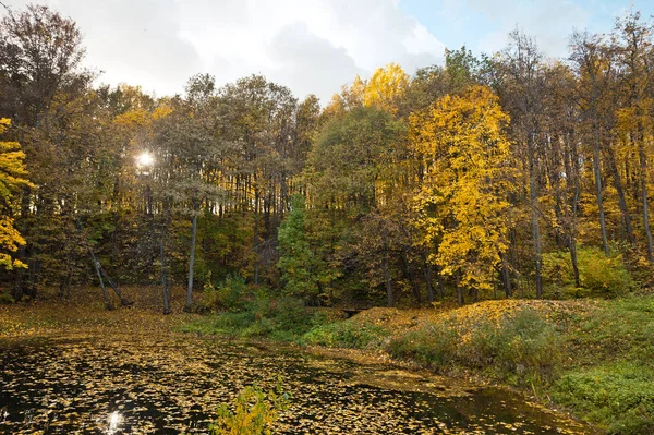 Floresta de paisagem em volta de lago no outono 185 . — Fotografia de Stock