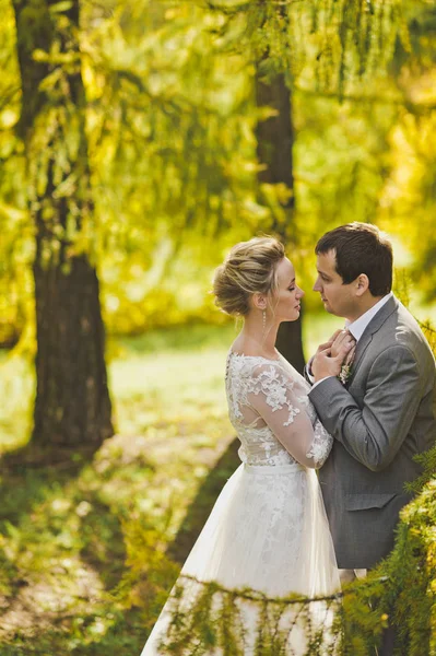 Fotografías otoñales de los recién casados en el bosque soleado 356 . —  Fotos de Stock