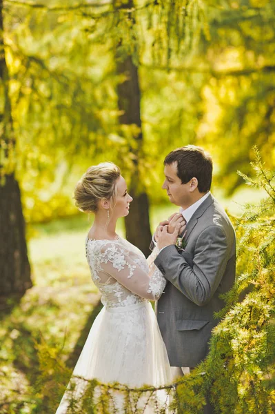 Fotografías otoñales de los recién casados en el bosque soleado 357 . —  Fotos de Stock