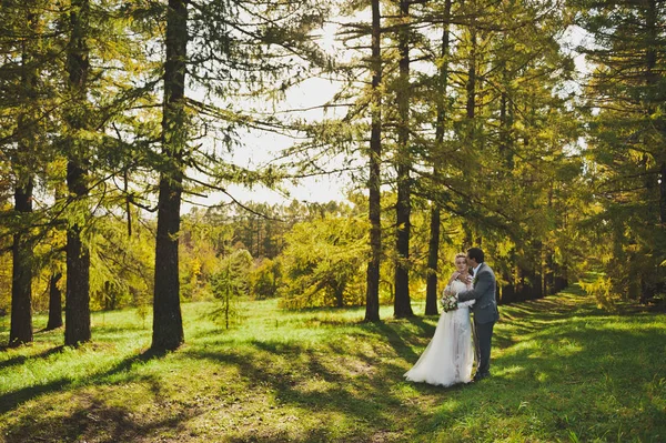 Fotografías otoñales de los recién casados en el bosque soleado 364 . — Foto de Stock