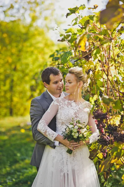 Charming bride walking amidst well-tended vines 370. — Stock Photo, Image