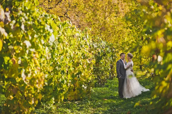 Charming bride walking amidst well-tended vines 372. — Stock Photo, Image