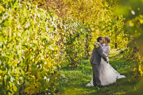 Um belo jovem casal caminha entre as vinhas 375 . — Fotografia de Stock