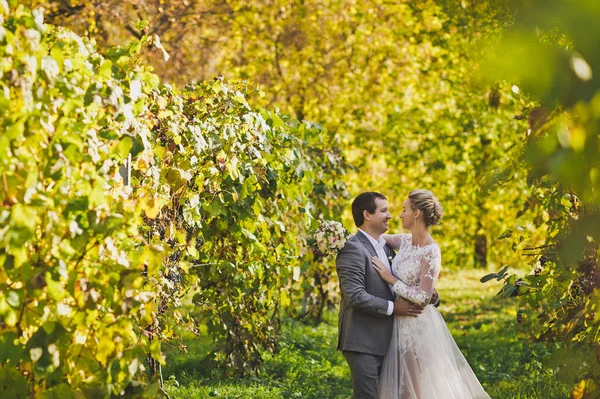 Um belo jovem casal caminha entre as vinhas 377 . — Fotografia de Stock